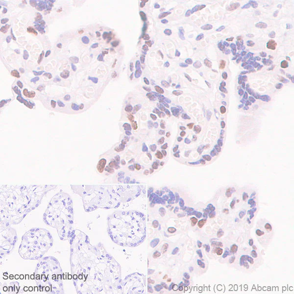 Immunohistochemistry (Formalin/PFA-fixed paraffin-embedded sections) - Anti-Dnmt3a antibody [EPR18455-94] - BSA and Azide free (AB254009)