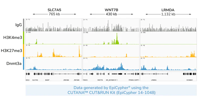 ChIC/CUT&RUN sequencing - Anti-Dnmt3a antibody [EPR18455] (AB188470)