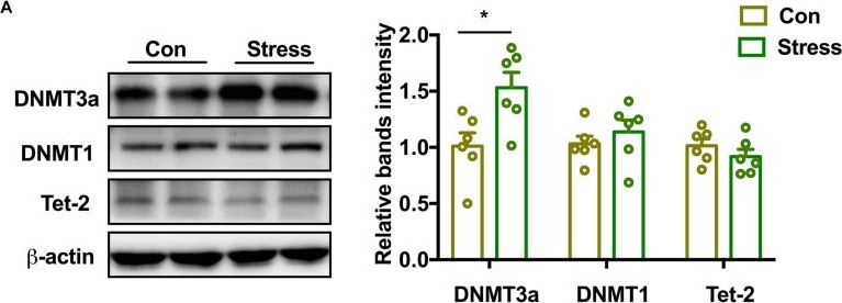 Western blot - Anti-Dnmt3a antibody [EPR18455] (AB188470)
