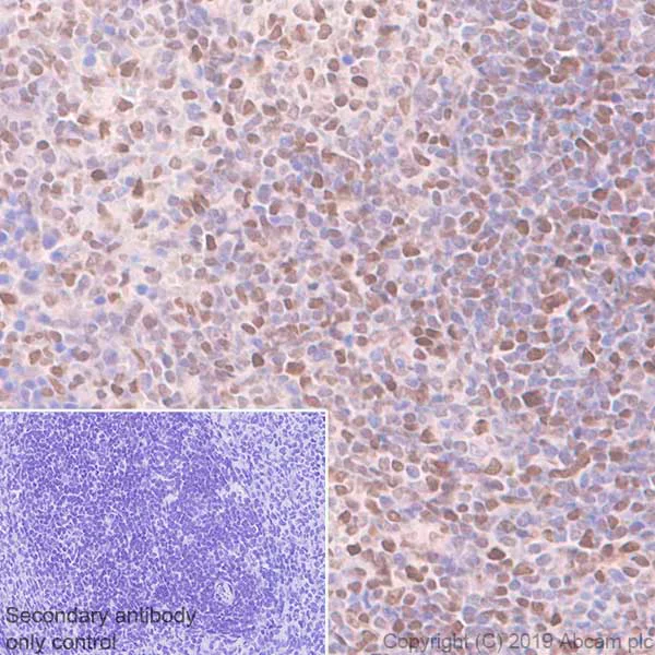 Immunohistochemistry (Formalin/PFA-fixed paraffin-embedded sections) - Anti-Dnmt3a antibody [EPR18455] - BSA and Azide free (AB232391)