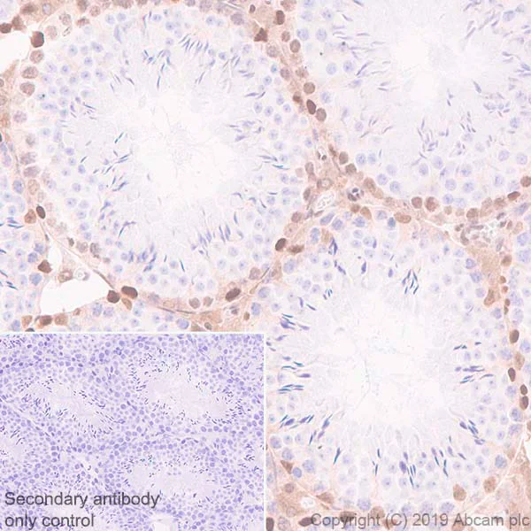 Immunohistochemistry (Formalin/PFA-fixed paraffin-embedded sections) - Anti-Dnmt3a antibody [EPR18455] - BSA and Azide free (AB232391)
