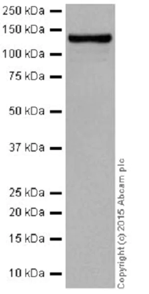 Western blot - Anti-Dnmt3a antibody [EPR18455] - BSA and Azide free (AB232391)
