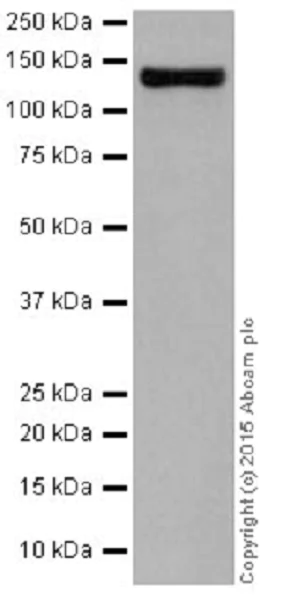 Western blot - Anti-Dnmt3a antibody [EPR18455] - BSA and Azide free (AB232391)