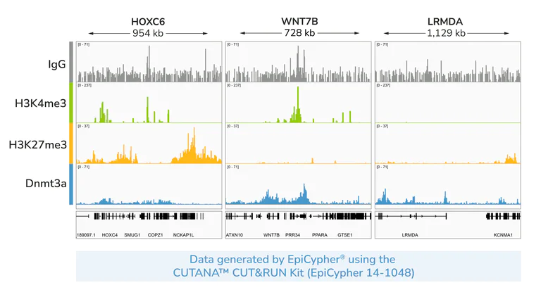 ChIC/CUT&RUN sequencing - Anti-Dnmt3a antibody [EPR26805-273] (AB307503)