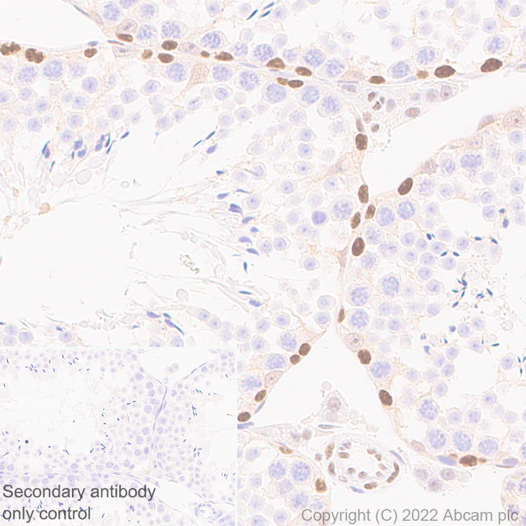 Immunohistochemistry (Formalin/PFA-fixed paraffin-embedded sections) - Anti-Dnmt3a antibody [EPR26805-273] (AB307503)