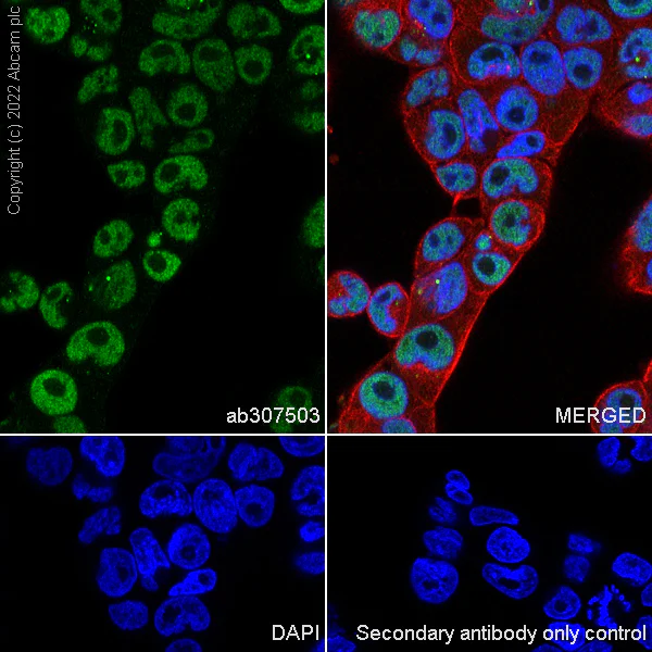 Immunocytochemistry/ Immunofluorescence - Anti-Dnmt3a antibody [EPR26805-273] - BSA and Azide free (AB307504)