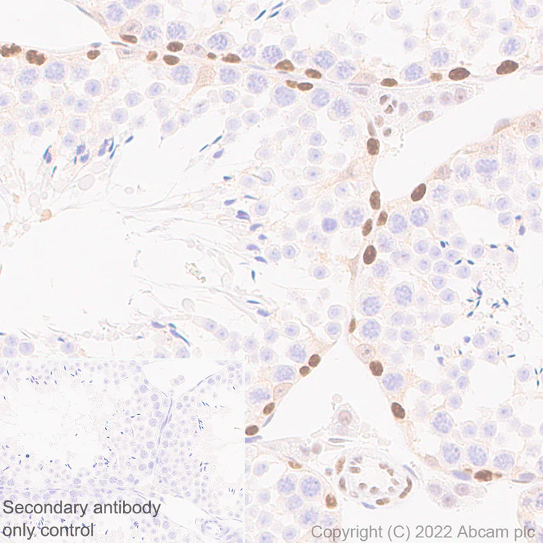 Immunohistochemistry (Formalin/PFA-fixed paraffin-embedded sections) - Anti-Dnmt3a antibody [EPR26805-273] - BSA and Azide free (AB307504)