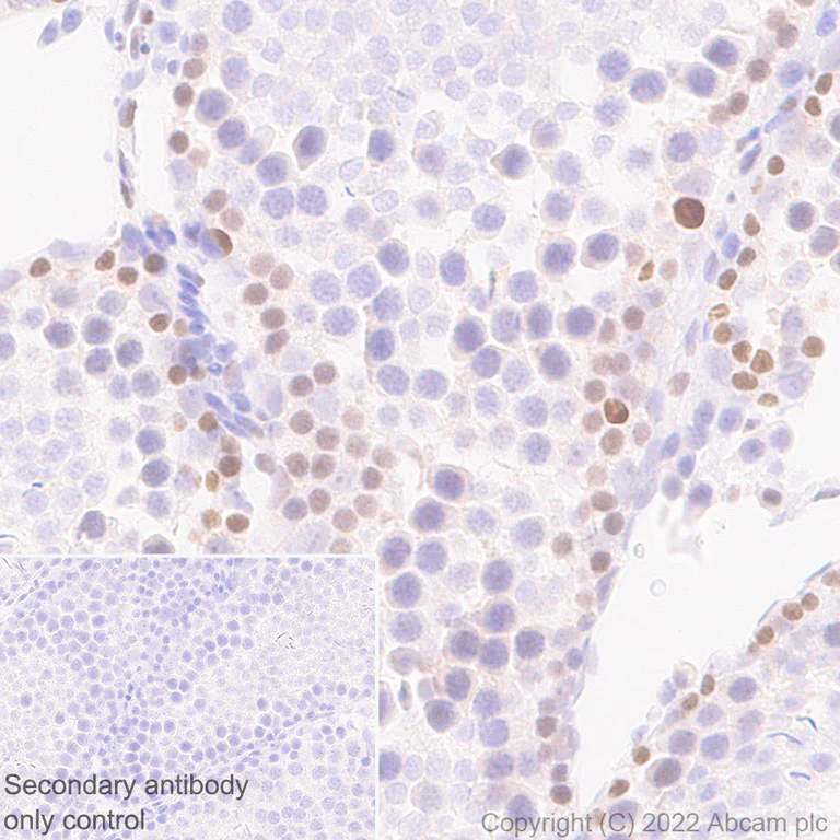 Immunohistochemistry (Formalin/PFA-fixed paraffin-embedded sections) - Anti-Dnmt3a antibody [EPR26805-273] - BSA and Azide free (AB307504)