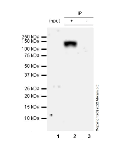 Immunoprecipitation - Anti-Dnmt3a antibody [EPR26805-273] - BSA and Azide free (AB307504)