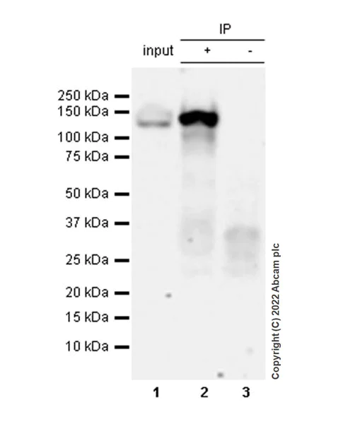 Immunoprecipitation - Anti-Dnmt3a antibody [EPR26805-273] - BSA and Azide free (AB307504)