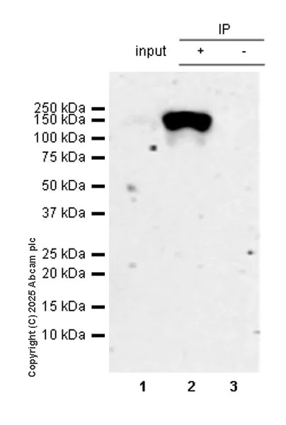 Immunoprecipitation - Anti-Dnmt3a antibody [EPR29184-89] (AB323708)
