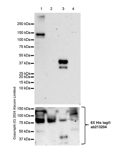 Western blot - Anti-Dnmt3a antibody [EPR29184-89] (AB323708)