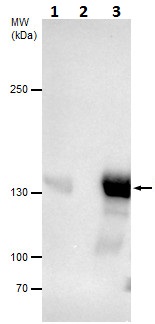Immunoprecipitation - Anti-Dnmt3a antibody - N-terminal (AB227725)