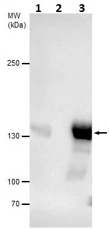 Immunoprecipitation - Anti-Dnmt3a antibody - N-terminal (AB227725)
