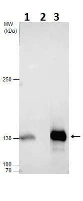 Western blot - Anti-Dnmt3a antibody - N-terminal (AB227725)