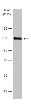 Western blot - Anti-Dnmt3a antibody - N-terminal (AB227725)