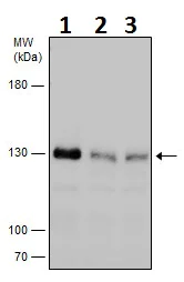 Western blot - Anti-Dnmt3a antibody - N-terminal (AB227725)