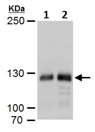 Western blot - Anti-Dnmt3a antibody - N-terminal (AB227725)