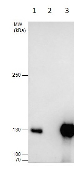 Immunoprecipitation - Anti-Dnmt3a antibody - N-terminal (AB228691), expandable thumbnail