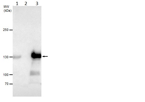 Immunoprecipitation - Anti-Dnmt3a antibody - N-terminal (AB228691), expandable thumbnail