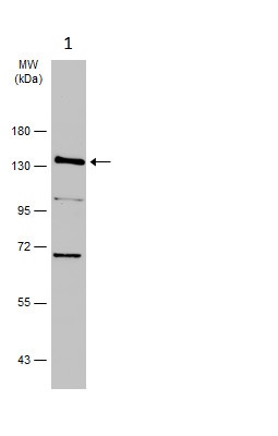 Western blot - Anti-Dnmt3a antibody - N-terminal (ab228691), expandable thumbnail