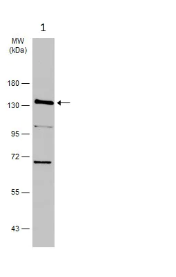 Western blot - Anti-Dnmt3a antibody - N-terminal (AB228691)