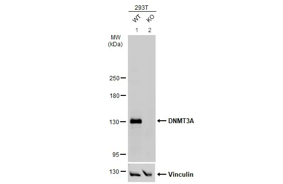 Western blot - Anti-Dnmt3a antibody - N-terminal (AB228691)