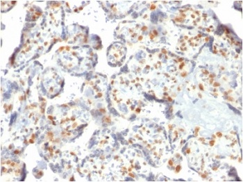 Immunohistochemistry (Formalin/PFA-fixed paraffin-embedded sections) - Anti-Dnmt3a antibody [PCRP-DNMT3A-1E2] (AB237985)