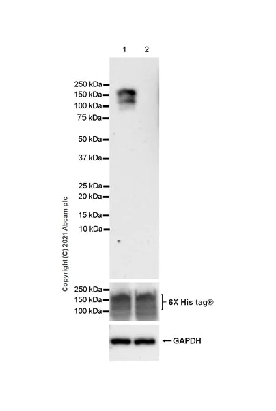 Western blot - Anti-Dnmt3a (mutated R882C) antibody [EPR24389-62] (AB271005)