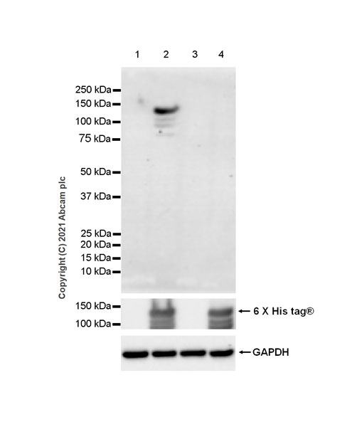 Western blot - Anti-Dnmt3a (mutated R882H) antibody [EPR24337-44] (AB271004), expandable thumbnail