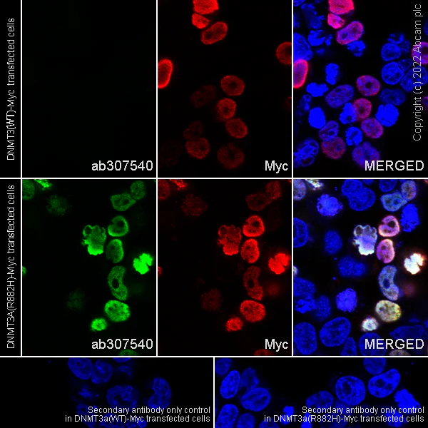 Immunocytochemistry/ Immunofluorescence - Anti-Dnmt3a (mutated R882H) antibody [EPR27389-11] - BSA and Azide free (AB307541)