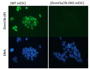 Immunocytochemistry/ Immunofluorescence - Anti-Dnmt3b antibody (AB122932)