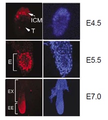 Immunohistochemistry (Frozen sections) - Anti-Dnmt3b antibody (AB122932)