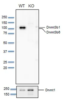 Western blot - Anti-Dnmt3b antibody (AB122932)