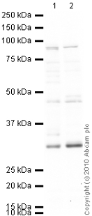 Western blot - Anti-Dnmt3b antibody (AB2851)