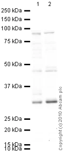 Western blot - Anti-Dnmt3b antibody (AB2851)
