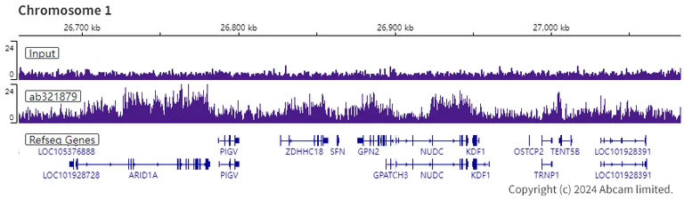 ChIP-sequencing - Anti-Dnmt3b antibody [EPR26716-583] (AB321879)