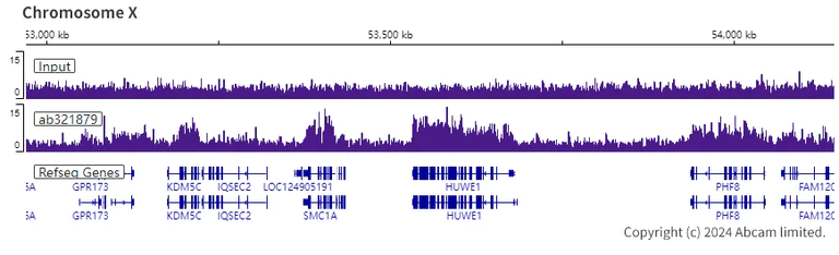 ChIP-sequencing - Anti-Dnmt3b antibody [EPR26716-583] (AB321879)