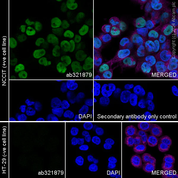 Immunocytochemistry/ Immunofluorescence - Anti-Dnmt3b antibody [EPR26716-583] (AB321879)