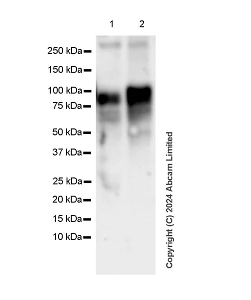 Western blot - Anti-Dnmt3b antibody [EPR26716-583] (AB321879)
