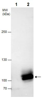 Immunoprecipitation - Anti-Dnmt3b antibody - N-terminal (AB227883)