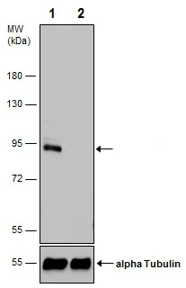 Western blot - Anti-Dnmt3b antibody - N-terminal (AB227883)