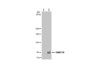 Western blot - Anti-Dnmt3b antibody - N-terminal (AB227883)