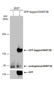 Western blot - Anti-Dnmt3b antibody - N-terminal (AB227883)