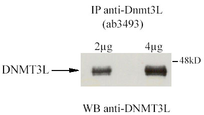 Immunoprecipitation - Anti-Dnmt3L antibody (AB3493)