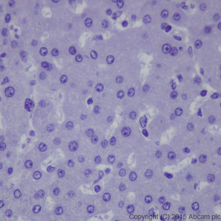 Immunohistochemistry (Formalin/PFA-fixed paraffin-embedded sections) - Anti-Dnmt3L antibody [EPR18774] (AB194094)