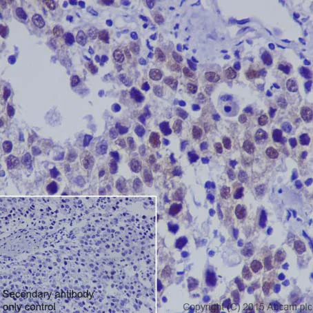 Immunohistochemistry (Formalin/PFA-fixed paraffin-embedded sections) - Anti-Dnmt3L antibody [EPR18774] (AB194094)