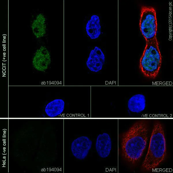 Immunocytochemistry/ Immunofluorescence - Anti-Dnmt3L antibody [EPR18774] - BSA and Azide free (AB251178)