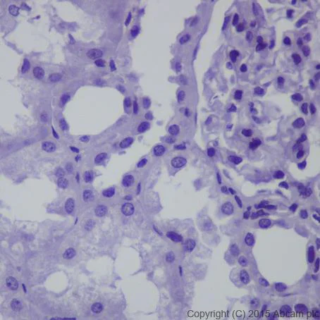 Immunohistochemistry (Formalin/PFA-fixed paraffin-embedded sections) - Anti-Dnmt3L antibody [EPR18774] - BSA and Azide free (AB251178)
