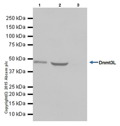 Immunoprecipitation - Anti-Dnmt3L antibody [EPR18774] - BSA and Azide free (AB251178)